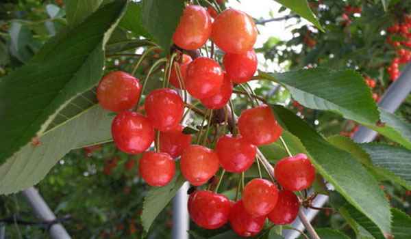 さくらんぼ狩り