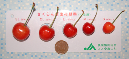 粒の大きさ比較